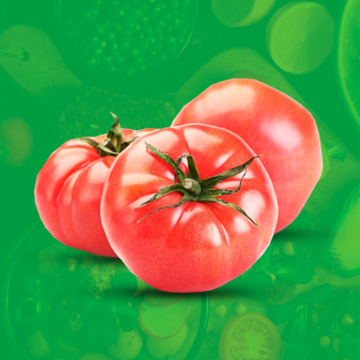 Polski pomidor malinowy