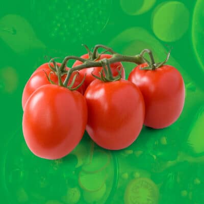 Pomidory lima-śliwkowe