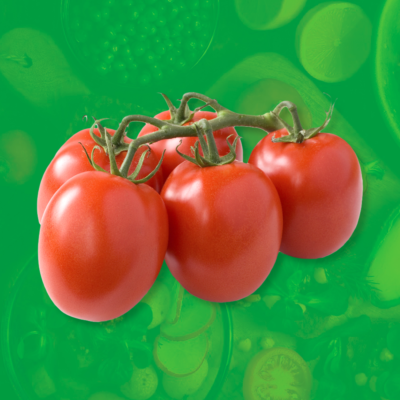 Pomidory lima śliwkowe