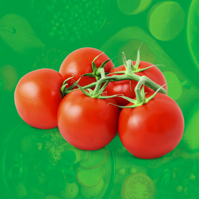 Pomidory czerwone