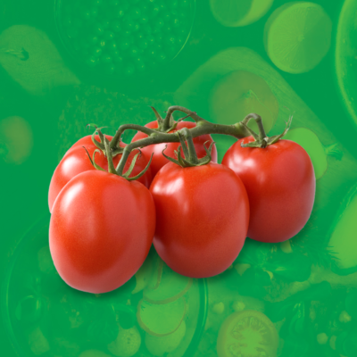 Pomidor Lima śliwkowe