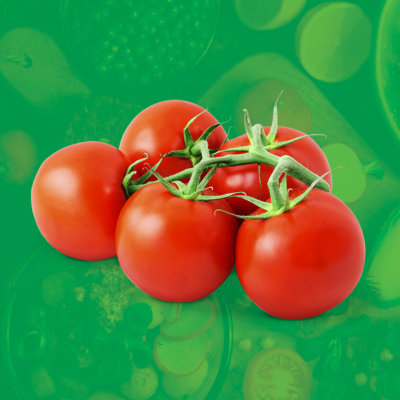 Pomidory gałązka